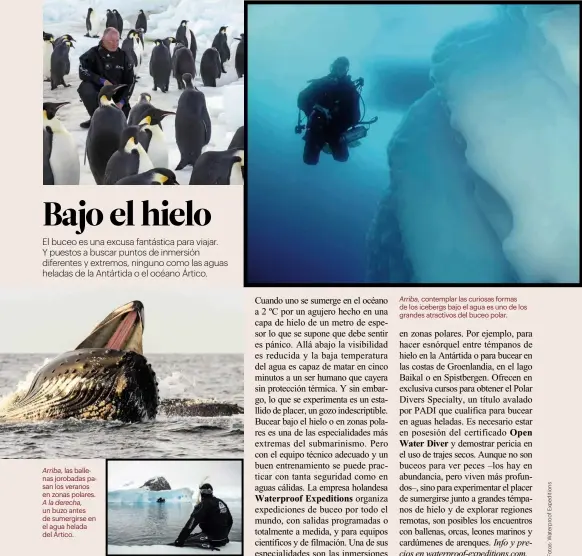  ??  ?? Arriba, las ballenas jorobadas pasan los veranos en zonas polares. A la derecha, un buzo antes de sumergirse en el agua helada del Ártico. Arriba, contemplar las curiosas formas de los icebergs bajo el agua es uno de los grandes atractivos del buceo...