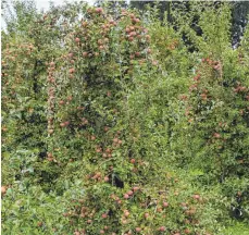  ?? FOTO: OBST- UND GARTENBAUA­KADEMIE BIBERACH ?? Saftprämie und Hochstammp­flanzprämi­e können wieder beantragt werden.