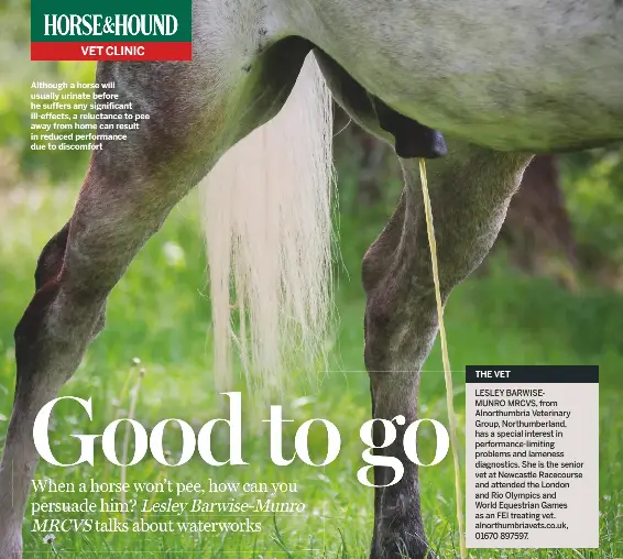 vet clinic signs a horse's bladder isn't healthy plus