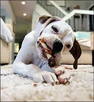  ??  ?? puppy Koda chews on a treat at her family’s home in Springfiel­d, Va.
(For The Washington Post/Amanda Andrade-Rhoades)