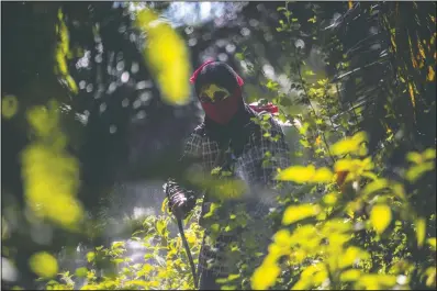  ??  ?? A woman sprays pesticide at a palm oil plantation in Sumatra, Indonesia. Workers often cannot get medical care or access to clean water, sometimes relying on collecting rain runoff to wash the residue from their bodies after spraying dangerous chemicals or scattering fertilizer.
(AP/Binsar Bakkara)