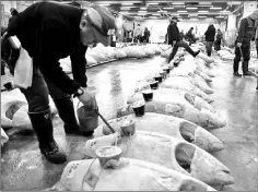  ??  ?? Frozen tuna lined up in rows ahead of the new year’s first auction at the Tsukiji fish market.