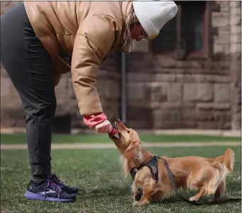  ?? NANCY LANE — BOSTON HERALD ?? Paige Graham plays ball with her 1 1/2 year-old long-haired dachshund, Norman Sunday.