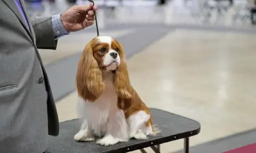  ?? Erik Voake/NBC ?? A Cavalier King Charles spaniel takes a break during the 2020 Beverly Hills Dog Show, airing Sunday on NBC.