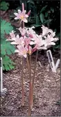  ??  ?? Surprise lilies, including naked ladies (Lycoris squamigera), can be left in the ground all year.