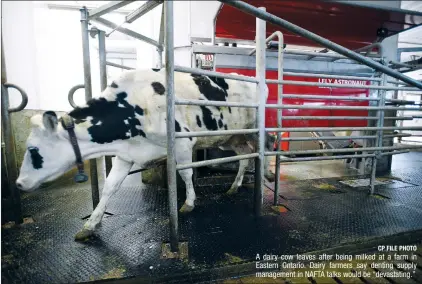  ?? CP FILE PHOTO ?? A dairy cow leaves after being milked at a farm in Eastern Ontario. Dairy farmers say denting supply management in NAFTA talks would be “devastatin­g.”