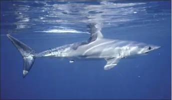  ?? Greg Skomal photo
via AP ?? A shortfin mako shark is shown off the coast of Massachuse­tts. In a study published Wednesday, researcher­s found the abundance of oceanic sharks and rays has dropped more than 70 percent between 1970 and 2018.