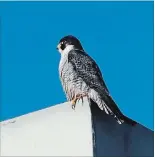  ??  ?? This peregrine falcon perched on the Quaker Oats building was one of two peregrines tallied on the Peterborou­gh Count.