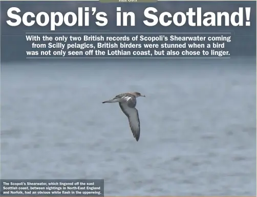  ??  ?? The Scopoli’s Shearwater, which lingered off the east Scottish coast, between sightings in North-East England and Norfolk, had an obvious white flash in the upperwing.