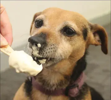  ??  ?? It’s perfectly safe to offer dogs small amounts of ice cream