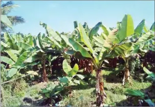  ?? VIENTIANE TIMES ?? Plants grow on a banana plantation in Oudomxay, Laos.