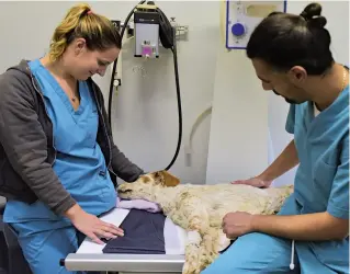  ??  ?? Siria, setter inglese di 11 anni, nella clinica di Azzano San Paolo dove è stata portata dopo il salvataggi­o. Non sta sulle zampe, la prognosi resta riservata ma i veterinari dicono che ci sono speranze. È sotto sedativo (LaPresse/ T. Manzoni) In clinica