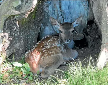  ?? PHOTOS: GAIL SIMONS ?? Despite her mum’s tameness, the new fawn is not a fan of humans.