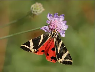  ?? ?? De-stress by looking out for the Jersey Tiger in the 2024 Big Butterfly Count