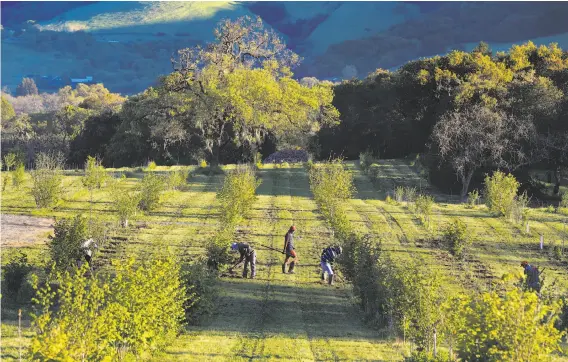  ?? Michael Macor / The Chronicle ?? Crews maintain the 10-acre orchard where black truffles are grown at Jackson Family Wines near Santa Rosa. The first harvest produced 17 of the prized fungi.