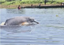  ?? DáVILA / WWF PERú. | JEFFREY ?? El 83 % de las poblacione­s de especies de agua dulce se han reducido.