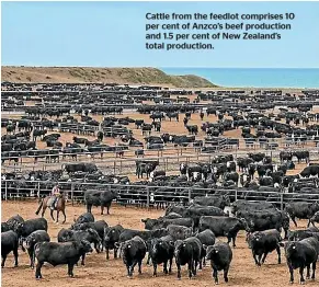  ??  ?? Cattle from the feedlot comprises 10 per cent of Anzco’s beef production and 1.5 per cent of New Zealand’s total production.
