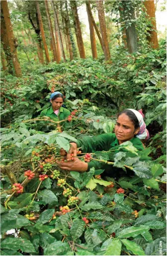  ??  ?? (Left to right) Women busy picking coffee berries at one of the many coffee estates in Coorg; a hearty meal in India is incomplete without dal and curries