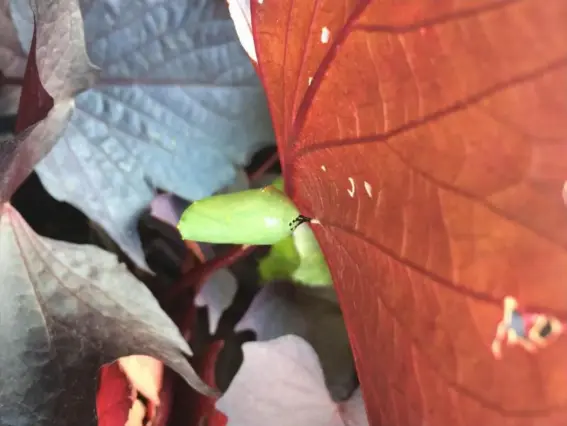  ??  ?? A monarch butterfly pupa is tucked up on leaf litter. Many creatures depend on untidy winter gardens (Adrian Higgins)