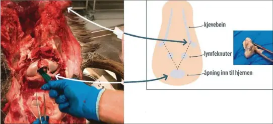  ??  ?? SLIK: På hjortevilt.no ligger både illustrasj­oner og videoer av hvordan jegerne skal gå fram når de skal ta prøvene.