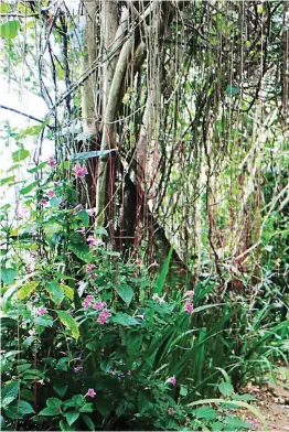  ??  ?? To underscore the importance of the country’s forest vines, DOSTPCAARR­D funded a program for its developmen­t.