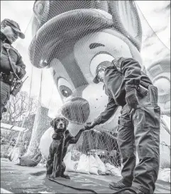  ??  ?? Take a bite outta crime: Officer Charles Murphy with his K-9 Tori as the Paw Patrol balloon and others in the Macy’s parade are inflated.