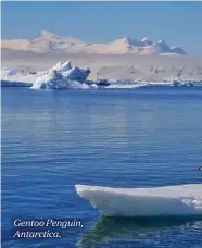 ??  ?? Gentoo Penguin, Antarctica.