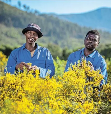  ?? Picture: RYAN FRENCH ?? TEA TIME: Siphiwe Dan and Daniel Zimba work full-time on the Kurland Estate located on the Garden Route, taking care of the honeybush treasure.