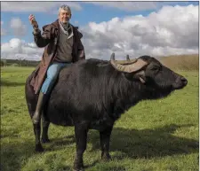  ??  ?? Not sleeping with the fishes, but riding on the crest of a buffalo, Johnny Lynch of Toonbridge Dairies, Cill na Martra - as seen on TV.