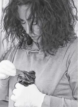  ?? LYNN CURWIN ?? Brenda Boates, operations manager at the Cobequid Wildlife Rehabilita­tion Centre in Hilden, feeds insects to a Chuck-will’s widow. In the wild, the bird would feed on insects while flying.