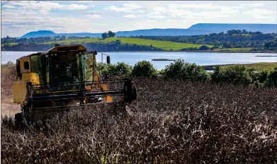  ?? ?? Above: Busy scenes as the dark husks are harvested from the full crop.