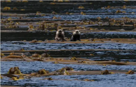 ?? ?? Sea otters, such as the two photograph­ed here off Gwaii Haanas National Park Reserve, are still relatively rare in Haida Gwaii. But greater numbers will follow, eliciting celebratio­n, contestati­on and, ultimately, balance.
