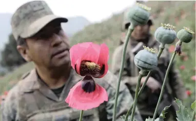  ?? PICTURE: REUTERS ?? DRUG WATCH: Colonel Isaac Aaron Jesus Garcia inspects poppy plants before the field is destroyed during a military operation in the municipali­ty of Coyuca de Catalan, Mexico.