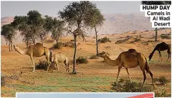  ?? ?? HUMP DAY Camels in Al Wadi Desert