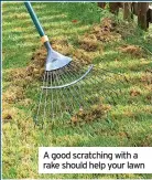  ?? ?? A good scratching with a rake should help your lawn