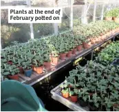  ??  ?? Plants at the end of February po ed on