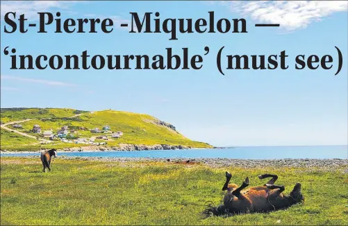  ?? WENDY ROSE PHOTO ?? Looking towards the Route du fond de L’Anse, at the base of “Le Cap,” one of the many horses of Miquelon shows its appreciati­on of the warm mid-July weather.