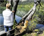  ?? BILDER:SN/ANTON PRLIC, BUND NATURSCHUT­Z ?? Martin Otto bringt den AntiBiber-Anstrich an (links). Die Bäume sollen dadurch vor Biberschäd­en geschützt werden.