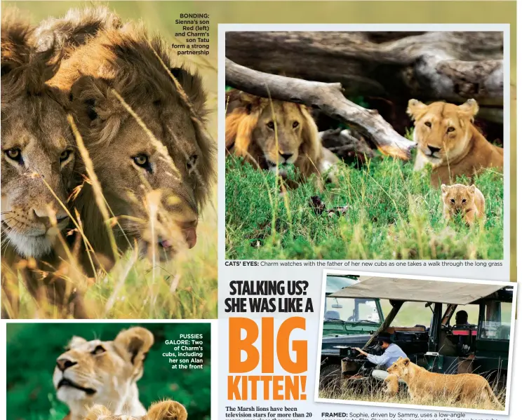  ??  ?? FRAMED: Sophie, driven by Sammy, uses a low-angle camera rig to film Charm as she carries one of her new-born cubs CATS’ EYES: Charm watches with the father of her new cubs as one takes a walk through the long grass