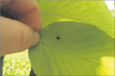  ?? COURTESY OF PENN STATE EXTENSION ?? This is a first instar spotted lanternfly nymph.