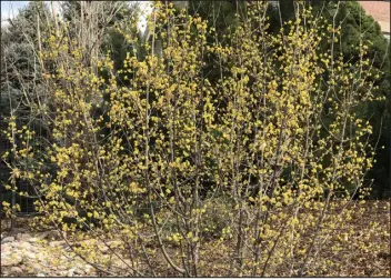  ?? BETTY CAHILL — SPECIAL TO THE DENVER POST ?? Plant Cornelian Cherry Dogwood in full sun to afternoon shade locations in average to well-drained soil.