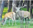  ?? FOTO: PRIVAT ?? Die Frau (l.) vom Hirsch heißt Alt-Tier, und nicht etwa Hirschkuh.