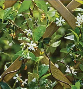  ?? ?? Hide an eyesore with a trellis clothed in fragrant-flowered star jasmine