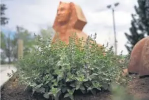  ??  ?? Water-thrifty cat mint blooms — and feeds bees — through the summer season.