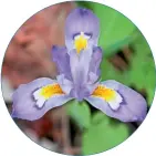  ??  ?? Iris cristata
Plantele sunt așa de mici, încât, crescute în grupuri masive, se poate spune că formează un covor vegetal. Înfloresc abundent, iar frunzișul rămâne verde și după înflorire.