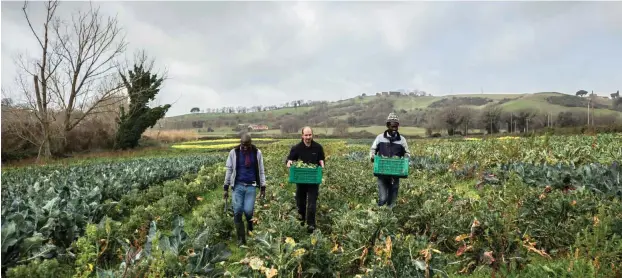  ?? Foto: Giacomo Sini ?? Erntezeit: Auf sechs Hektar landwirtsc­haftlicher Fläche am Martignano­sees pflanzen die Mitglieder der Kooperativ­e Gemüse und Salat an