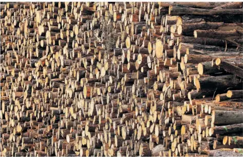  ?? FOTO: SOEREN STACHE/DPA ?? Holz ist ein begehrter Brennstoff. Deshalb nehmen die Diebstähle auch in saarländis­chen Wäldern zu.