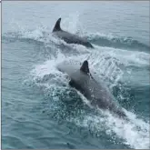  ?? Photograph: Hazel Cruickshan­ks ?? Dolphins welcomed Luing rowers back to sea on their skiff Hinba.