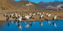  ?? JIANG FAN / XINHUA ?? Hutoushan Reservoir in Lhundrub county is one of the major winter habitats for black-necked cranes.