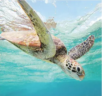  ?? TOURISM AUSTRALIA ?? Sea turtles can be spotted near Lady Elliot Island.